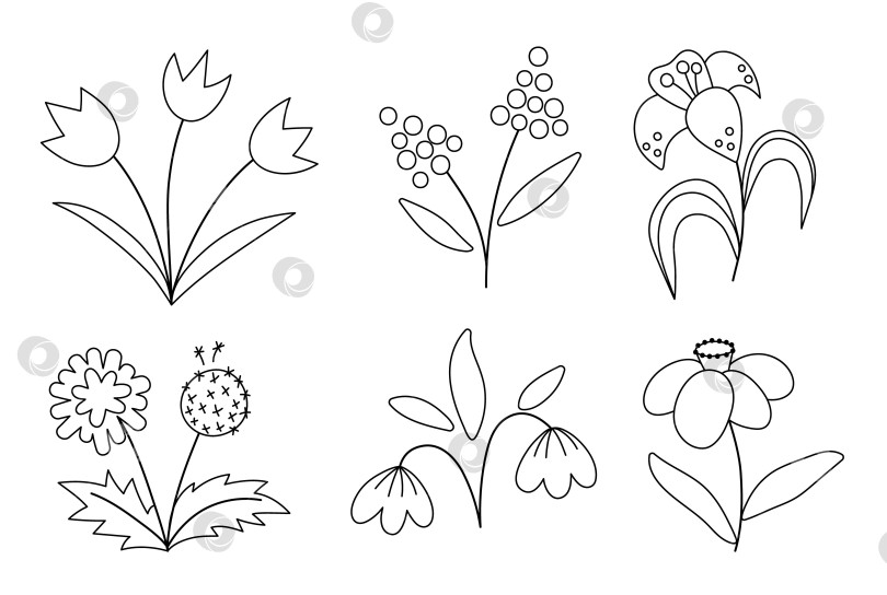 Скачать Набор векторных симпатичных черно-белых иконок весенних цветов. Иллюстрация с набросками первых цветущих растений. Коллекция цветочных клипартов или страница-раскраска. Тюльпаны, одуванчик, подснежник, выделенные на белом фоне. фотосток Ozero