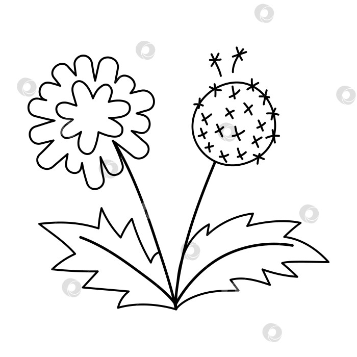Скачать Векторный черно-белый значок одуванчика. Иллюстрация контура первого цветущего растения. Цветочный клип-арт или страница-раскраска. Милый весенний цветок, изолированный на белом фоне. фотосток Ozero