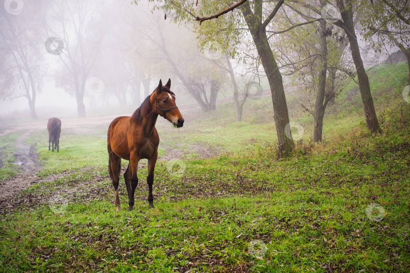 Скачать Грациозная лошадь на пастбище. Осеннее туманное утро. фотосток Ozero