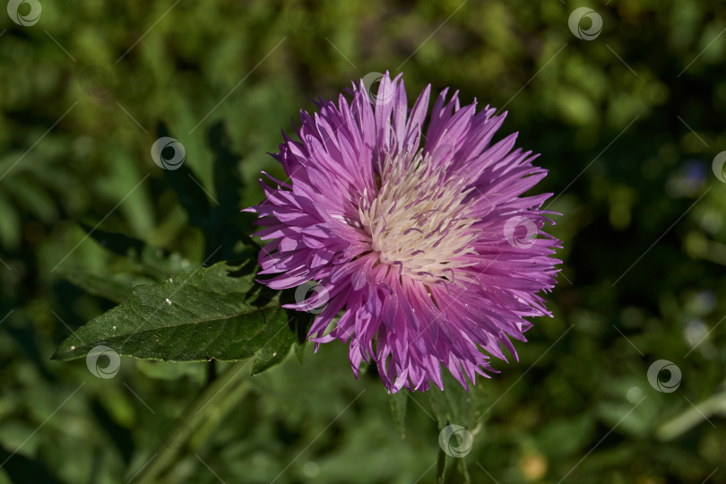 Скачать Луговой василек (лат. Centaurea jacea) цветет в саду. фотосток Ozero