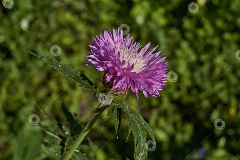 Скачать Луговой василек (лат. Centaurea jacea) цветет в саду. фотосток Ozero