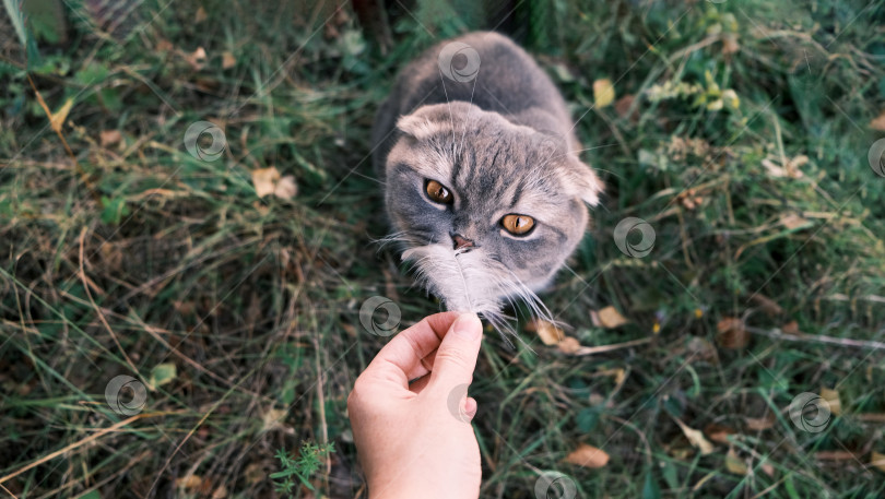 Скачать Шотландский вислоухий кот нюхает перо птицы летом на природе во время прогулки. Вид сверху фотосток Ozero