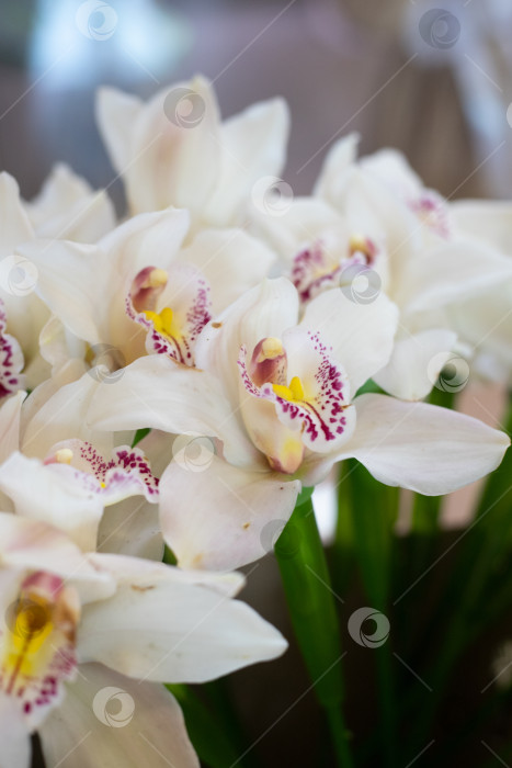 Скачать Срежьте белую орхидею в капсуле. Цветы оптом для цветочного магазина. Цветы крупным планом. Мастер-класс, курсы флористов. фотосток Ozero