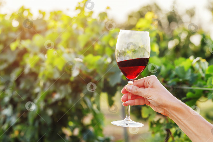 Скачать Бокал красного вина в руке на фоне виноградника с копировальным пространством фотосток Ozero