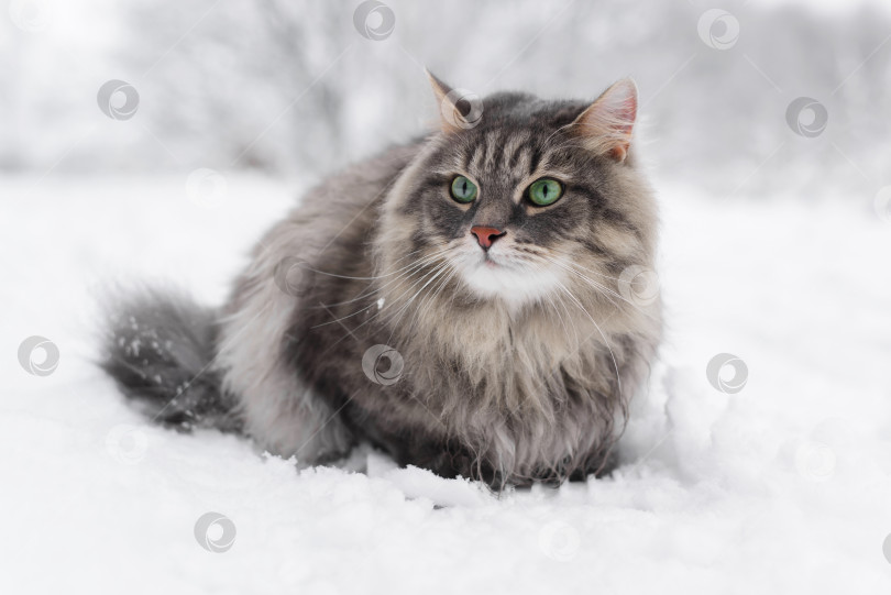 Скачать Кошка сидит в сугробе. Серая пушистая кошка смотрит в окно, на зимний заснеженный лес. Сибирская порода. фотосток Ozero