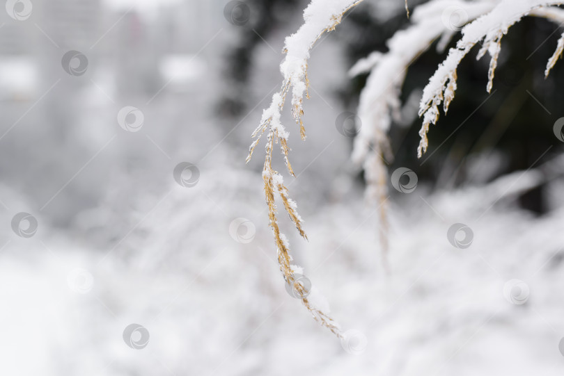 Скачать Сухая трава, покрытая снегом, крупным планом. Желтый колос пшеницы в селективном фокусе, зимний фон размыт. фотосток Ozero
