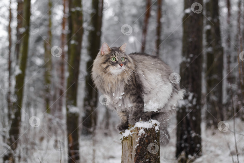 Скачать Пушистый кот сидит на пне дерева, зимний заснеженный лес. Портрет серой кошки с зелеными глазами, смотрящими в сторону фотосток Ozero