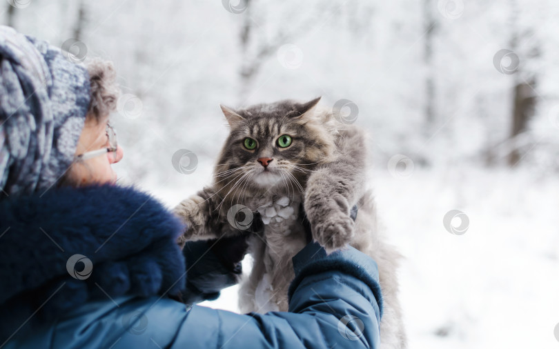 Скачать Женщина держит на руках пушистую серую кошку с зелеными глазами снаружи. Сибирский кот смотрит в камеру. фотосток Ozero