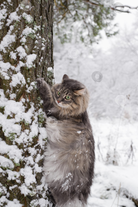 Скачать Сибирский пушистый кот взбирается на дерево. Серая кошка с зелеными глазами в зимнем лесу. фотосток Ozero