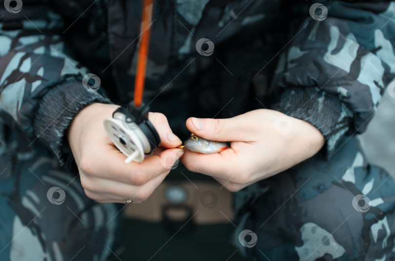 Скачать Мужские руки держат пойманную рыбу крупным планом. Зимняя рыбалка на озере. фотосток Ozero