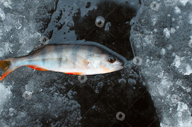 Скачать Зимняя рыбалка. Свежевыловленная рыба, лежащая на льду, вид сверху фотосток Ozero