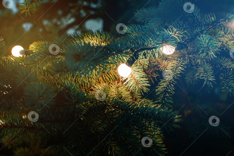 Скачать Рождественская елка, украшенная рождественскими гирляндами на открытом воздухе, крупным планом. Избирательный фокус фотосток Ozero