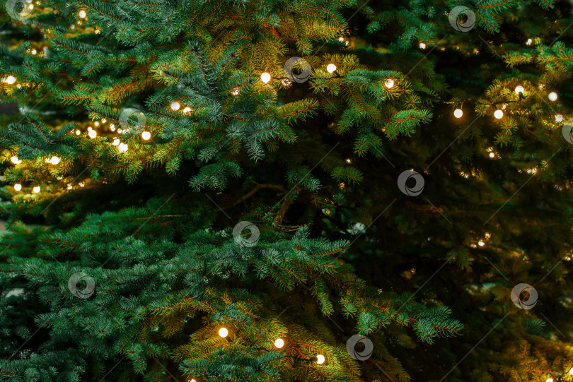 Скачать Гирлянда на елке снаружи. Рождественская елка, украшенная рождественскими гирляндами. Избирательный фокус фотосток Ozero