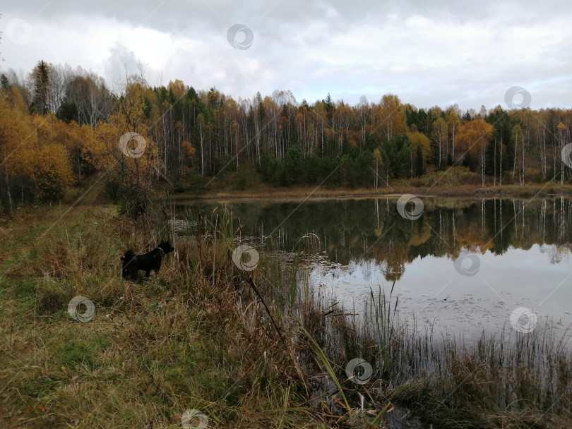 Скачать На пруду фотосток Ozero