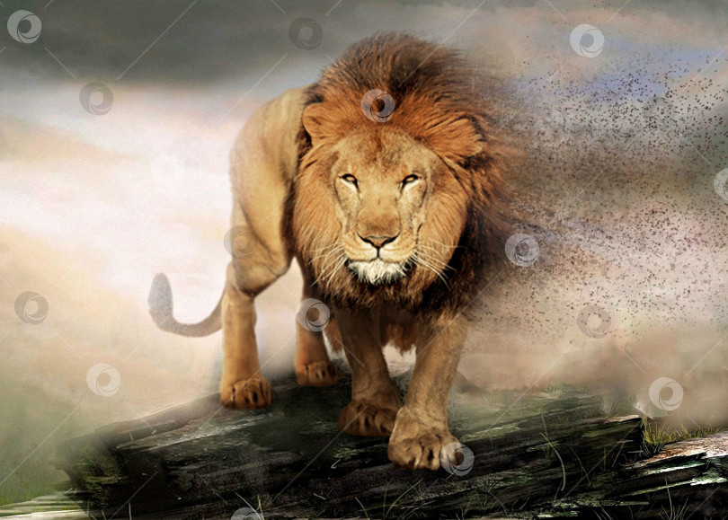 Скачать Король лев фотосток Ozero