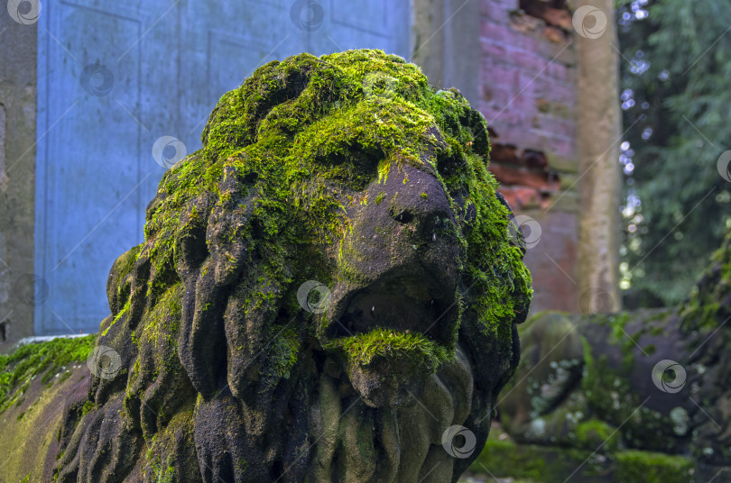 Скачать Покрытая мхом каменная львиная голова. фотосток Ozero