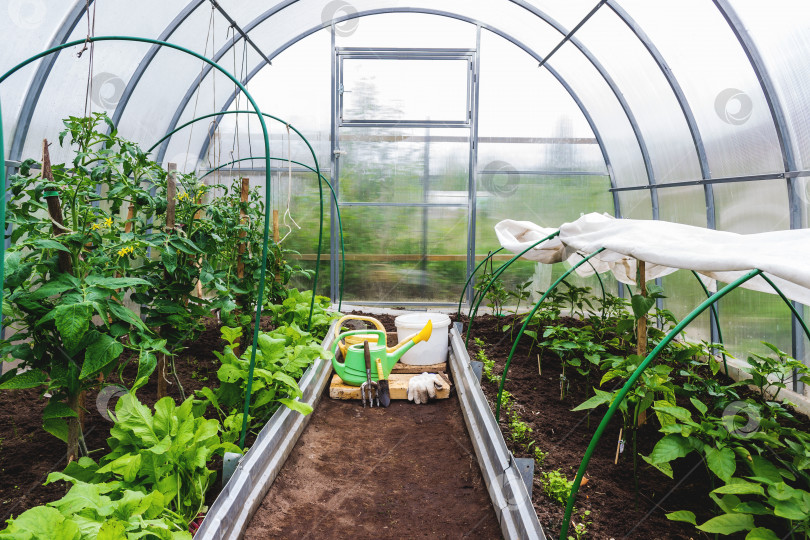 Скачать Выращивание овощей в теплице из поликарбоната фотосток Ozero
