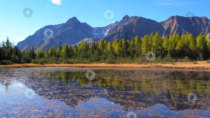 Скачать Отражение леса, неба и гор в озерной воде. фотосток Ozero