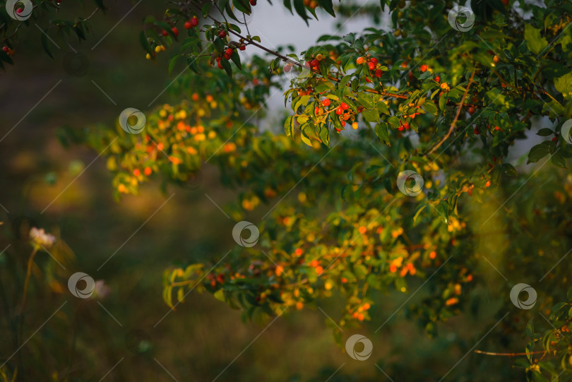 Скачать Лето, кизил, дерево, зеленый, красный фотосток Ozero