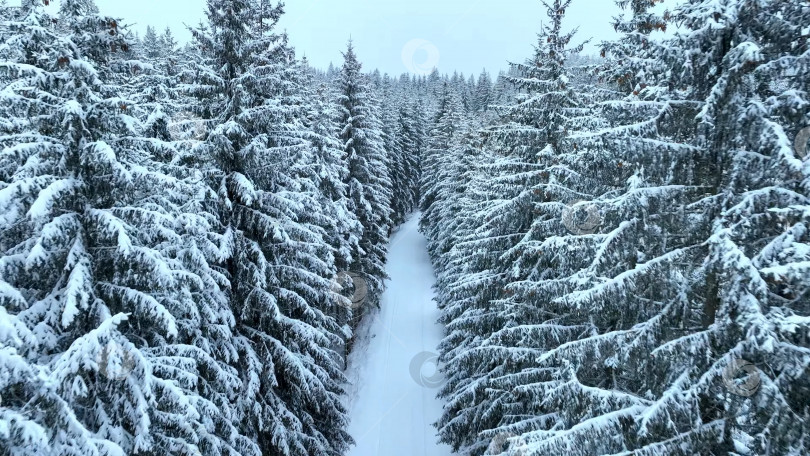 Скачать Дорога между высокими елями в зимнем лесу. фотосток Ozero