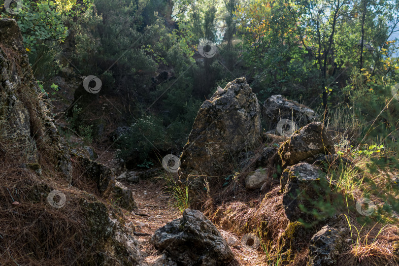 Скачать лесистая горная тропа среди гранитных валунов фотосток Ozero