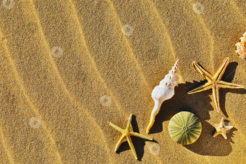 Скачать Ракушки на песчаном пляже с местом для копирования, вид сверху фотосток Ozero