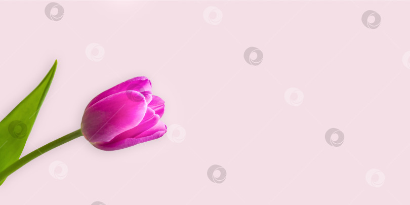 Скачать Весенний цветок тюльпана на пастельно-розовом фоне сверху. фотосток Ozero