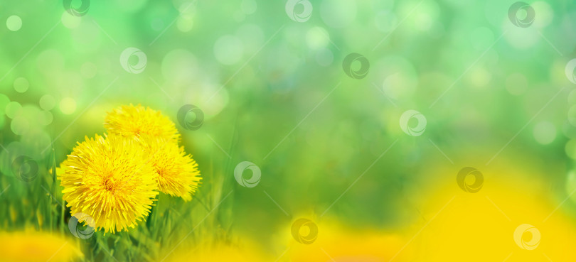Скачать Желтые цветы одуванчика в весенней траве крупным планом. фотосток Ozero