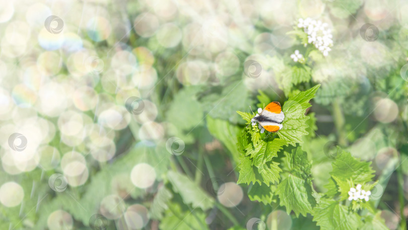 Скачать Самец оранжевой бабочки Anthocharis cardamines отдыхает на цветущем растении под летним солнцем. фотосток Ozero