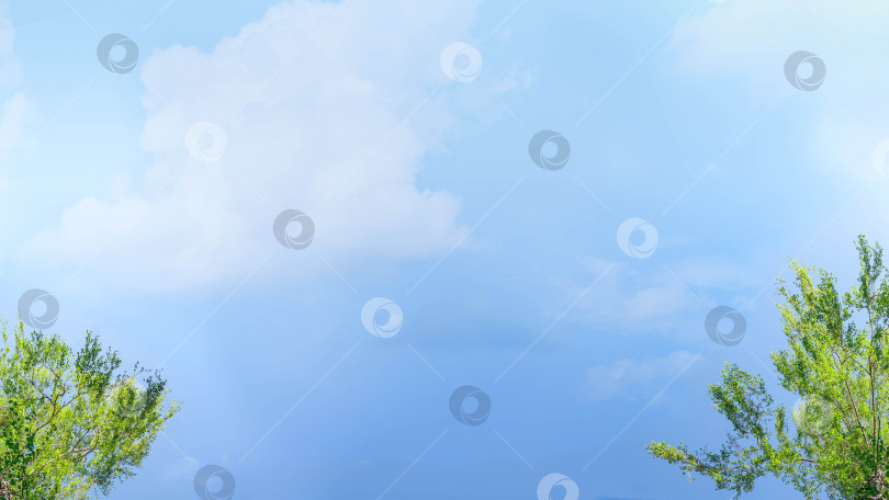 Скачать Красивый фон для баннера с кронами и верхушками берез, тянущимися к голубому небу с облаками и ярко-зелеными листьями. фотосток Ozero