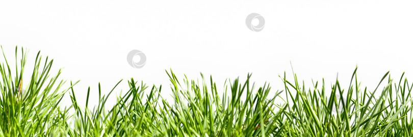 Скачать Весенняя зеленая трава, выделенная на белом фоне. фотосток Ozero