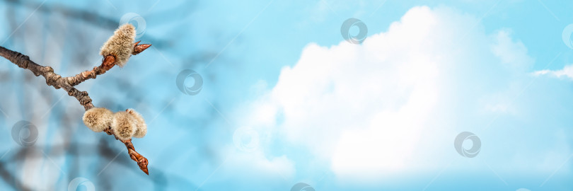 Скачать Ветка ивы крупным планом на фоне голубого неба с облаком. фотосток Ozero