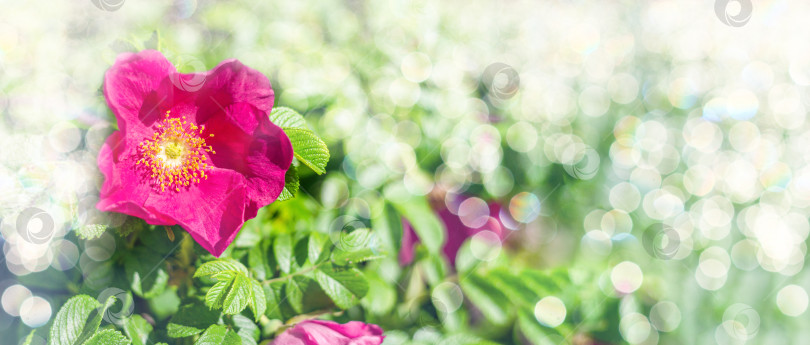 Скачать Шиповник Rosa canina розовые цветы в цвету на ветвях, красивый дикорастущий цветущий кустарник, зеленые листья. Горизонтальная рамка. Избирательный фокус. Место для текста. фотосток Ozero
