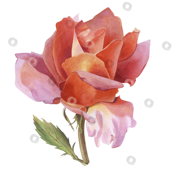 Скачать Цветок розы с оранжево-розовыми лепестками на веточке с листочком. Акварельная иллюстрация, нарисованная от руки. Для оформления свадебных приглашений, открыток и т.д.? фотосток Ozero