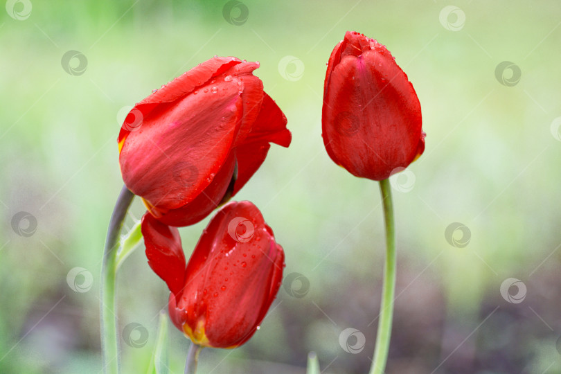 Скачать Красные тюльпаны фотосток Ozero