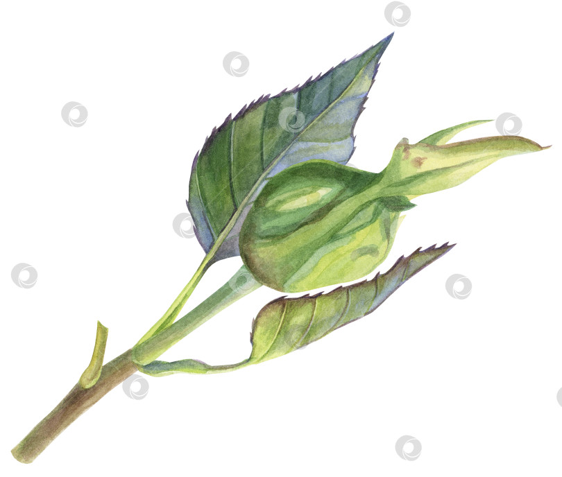Скачать Бутон розы все еще закрыт на веточке с листьями. Акварельная иллюстрация, нарисованная от руки. Подходит в качестве бутона других растений, таких как шиповник. Для оформления открыток, упаковок и других товаров фотосток Ozero