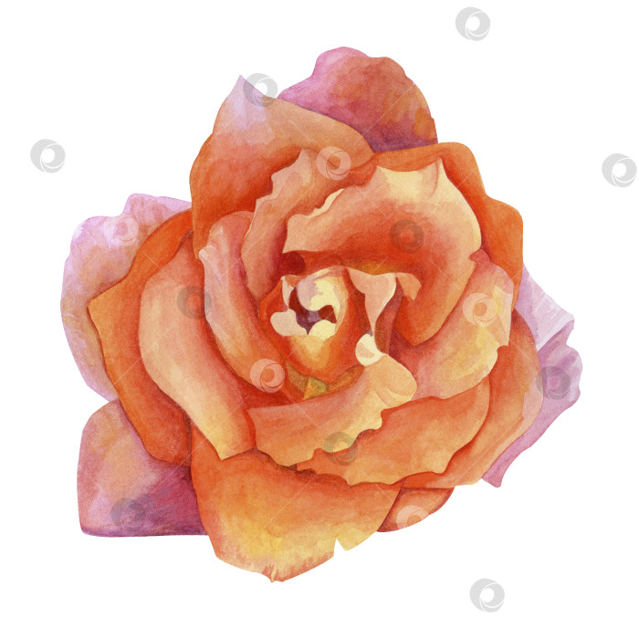 Скачать Цветок розы с оранжевыми и розовыми лепестками, вид сверху. Акварельная иллюстрация, нарисованная от руки. Изолированный на белом фоне. фотосток Ozero