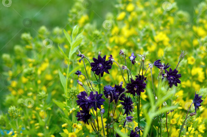 Скачать маленькие фиолетовые цветы в саду фотосток Ozero
