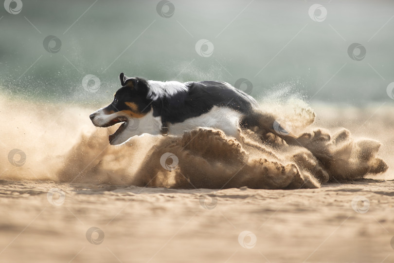 Скачать Собака в пыли дороги фотосток Ozero