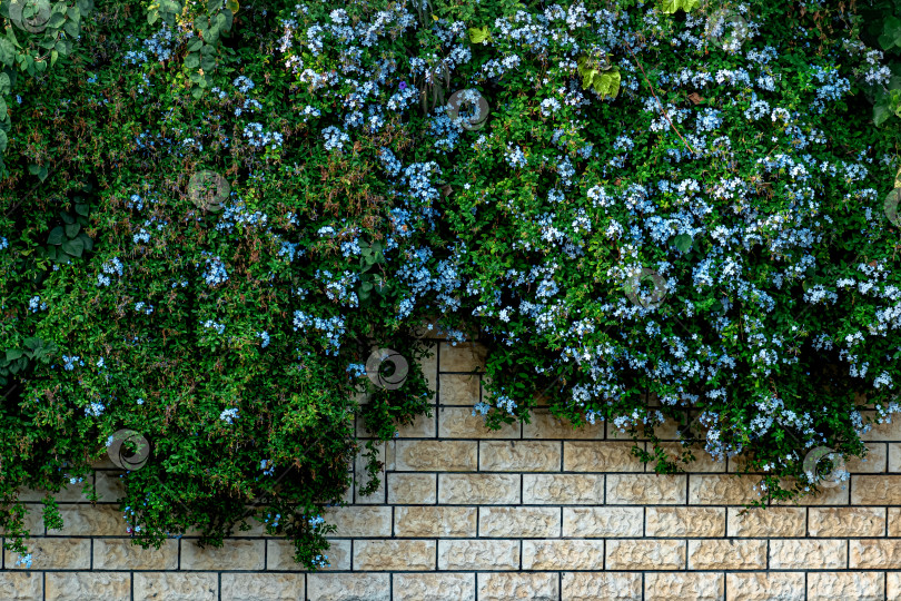 Скачать садовая ограда, скрытая пышными зарослями вьющихся растений с голубыми цветами фотосток Ozero