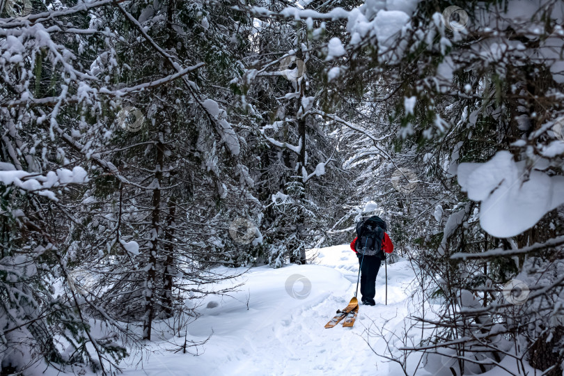 Скачать турист идет по тропинке в зимнем лесу, волоча за собой лыжи фотосток Ozero