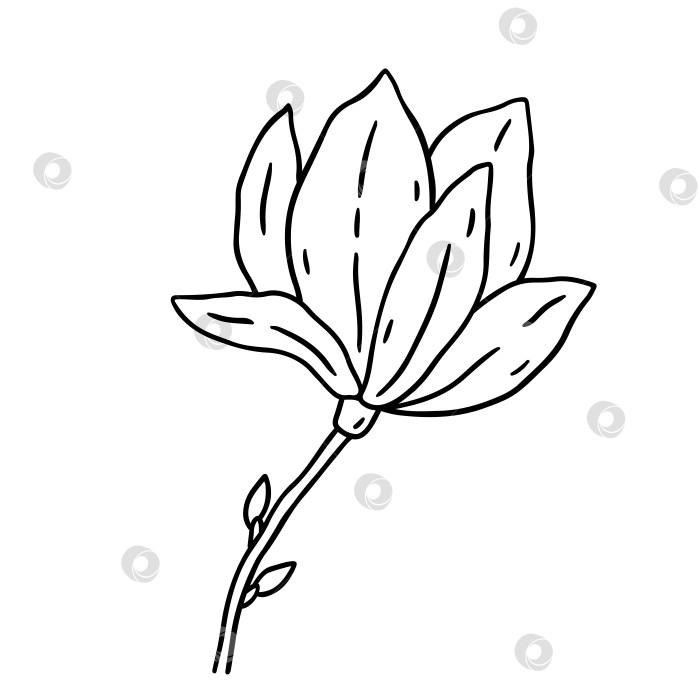 Скачать Цветок магнолии, изолированный на белом фоне фотосток Ozero