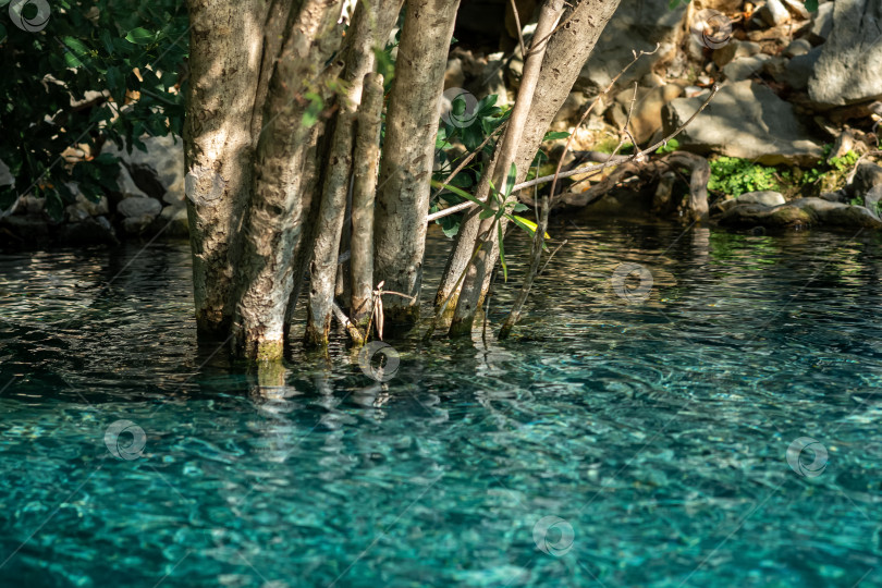 Скачать стебли прибрежных кустарников, растущих в прозрачной голубой воде фотосток Ozero