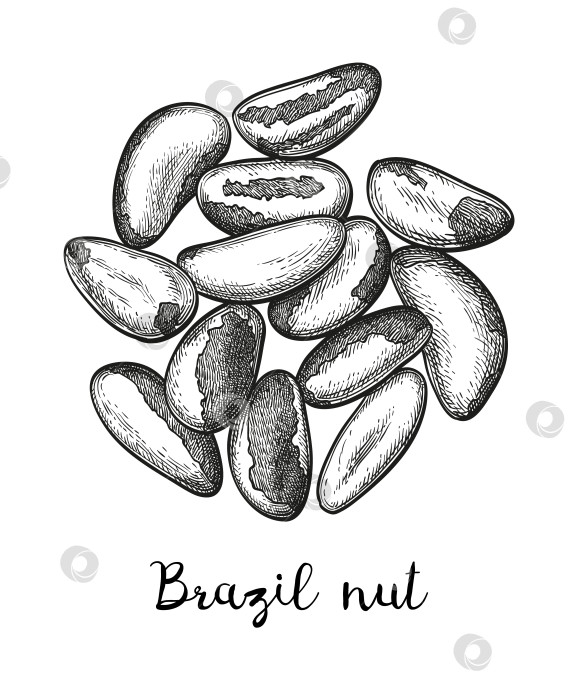 Скачать Набросок бразильского ореха тушью. фотосток Ozero