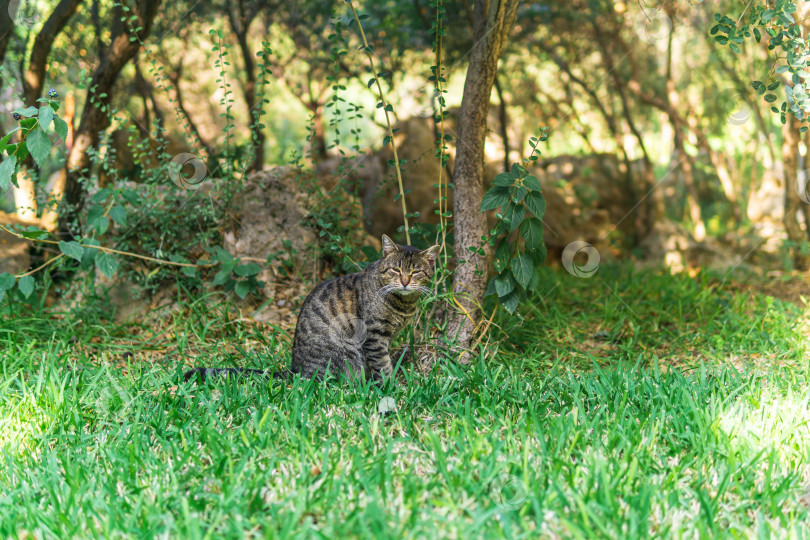 Скачать серая кошка среди растительности в парке фотосток Ozero
