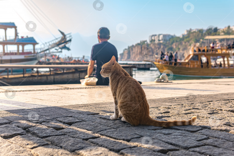 Скачать рыжий бездомный кот в порту в ожидании улова фотосток Ozero