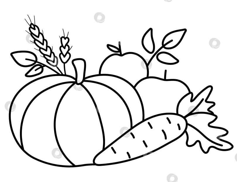 Скачать Векторная черно-белая композиция из фруктов и овощей. Симпатичный линейный горизонтальный набор с яблоками, тыквой и морковью. Клипарт с композицией осеннего сада. Значок схемы сбора урожая осеннего сезона фотосток Ozero
