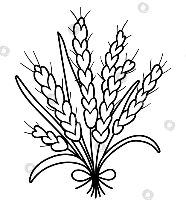 Скачать Векторный черно-белый букет осенних злаков. Наметьте пучок урожая. Иллюстрация линии падения зерна, изолированная на белом фоне фотосток Ozero