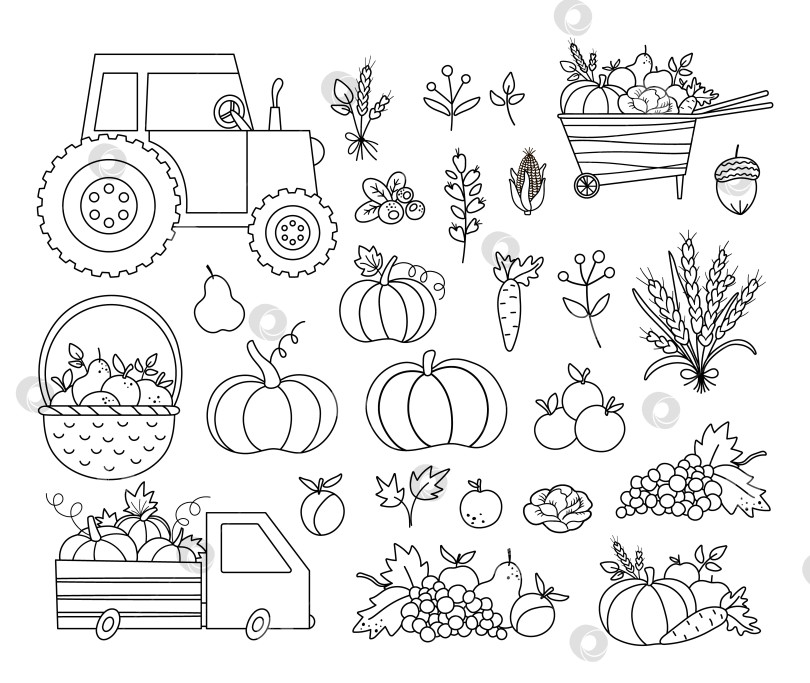 Скачать Осенний черно-белый комплект для сбора урожая. Векторная линия фермерской коллекции овощей, фруктов и ягод с тыквами, морковью, яблоками, капустой, кукурузой, грушей, виноградом. Забавная иллюстрация осеннего наброска фотосток Ozero