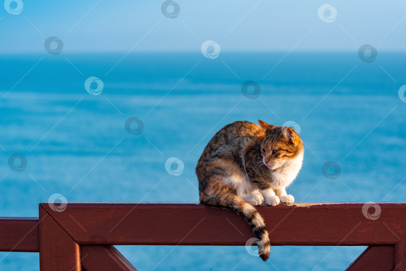 Скачать кошка, сидящая на заборе на фоне моря фотосток Ozero